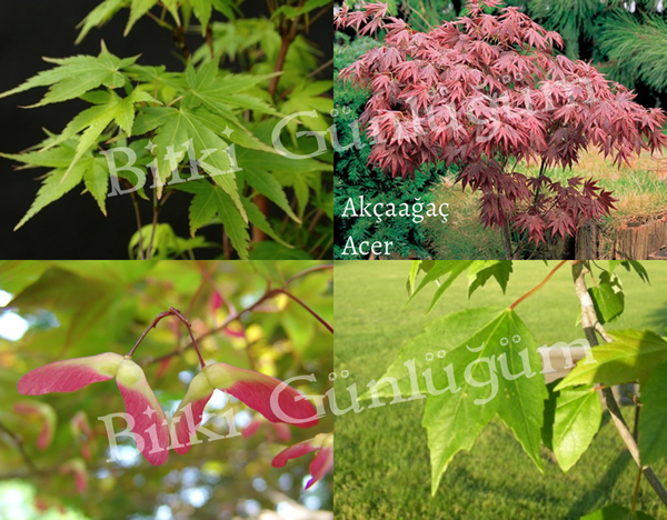 Akçaağaç Sonbahar Renkleri