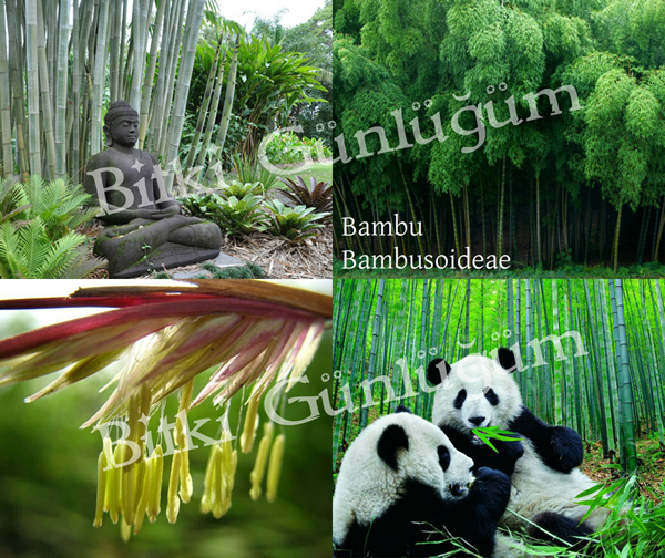 Bambu Ormanı