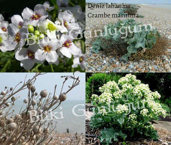 Deniz Lahanası