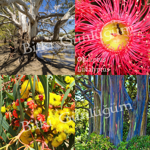 Okaliptus Ağacı