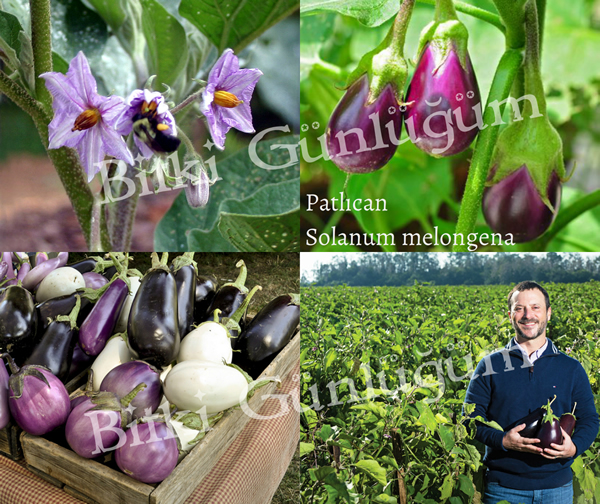 Patlıcan