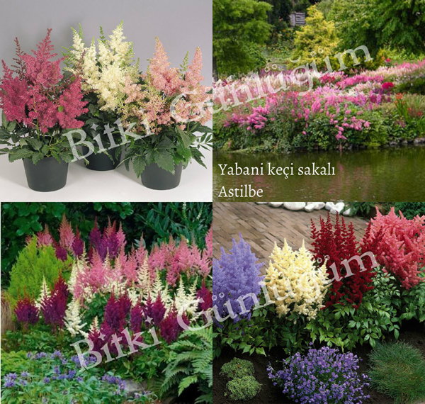 Yabani Keçi Sakalı Çiçekleri