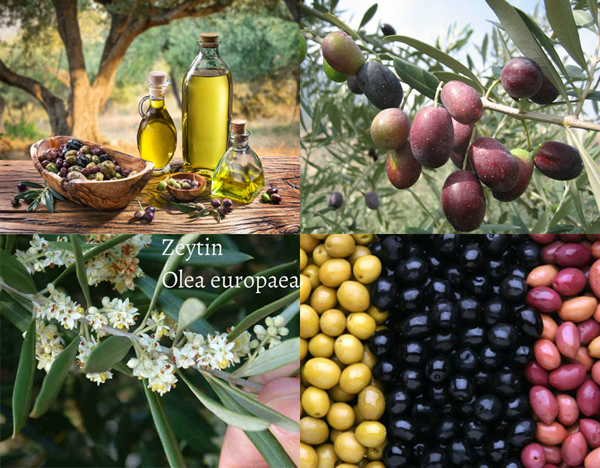 Zeytin Ağacı ve Meyvesi