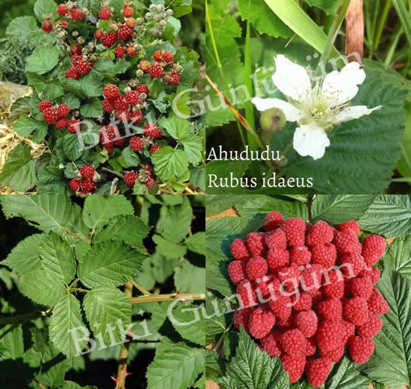 Ahududu