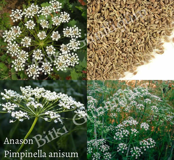 Anason Bitkisi