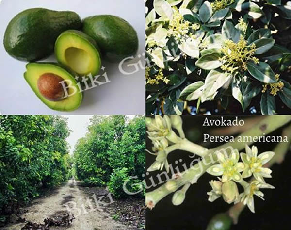 Avokado