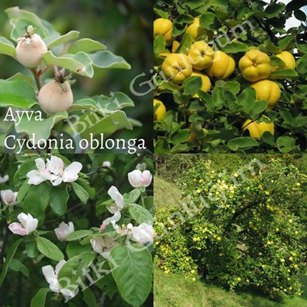 Ayva Ağacı