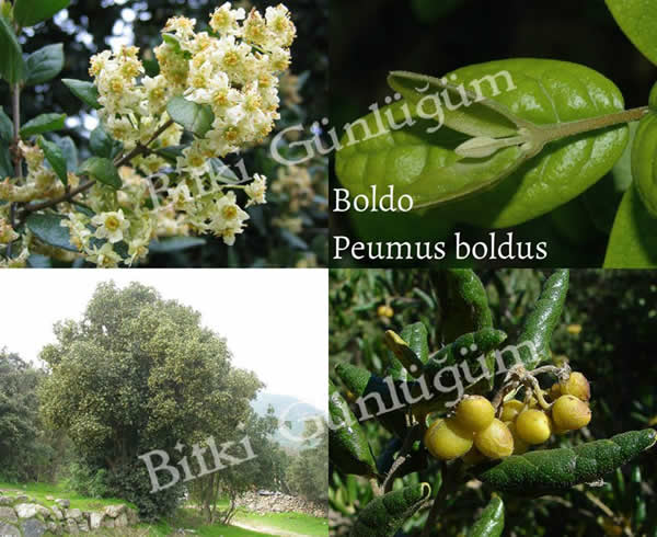 Boldo Ağacı