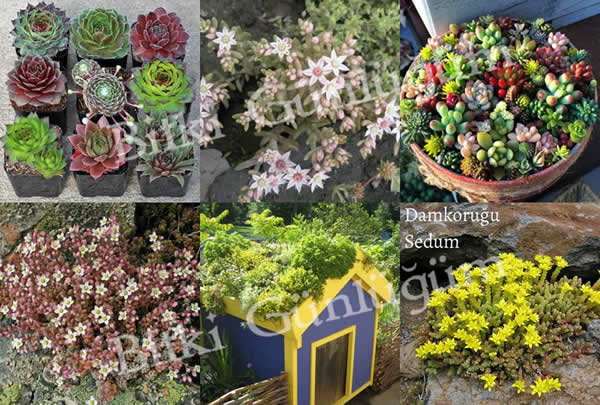 Damkoruğu (Sedum)