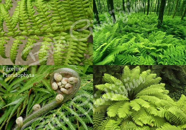 Eğreltiotu Yaprakları