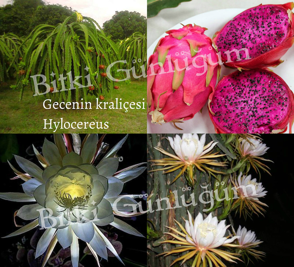 Gecenin Kraliçesi Çiçeği