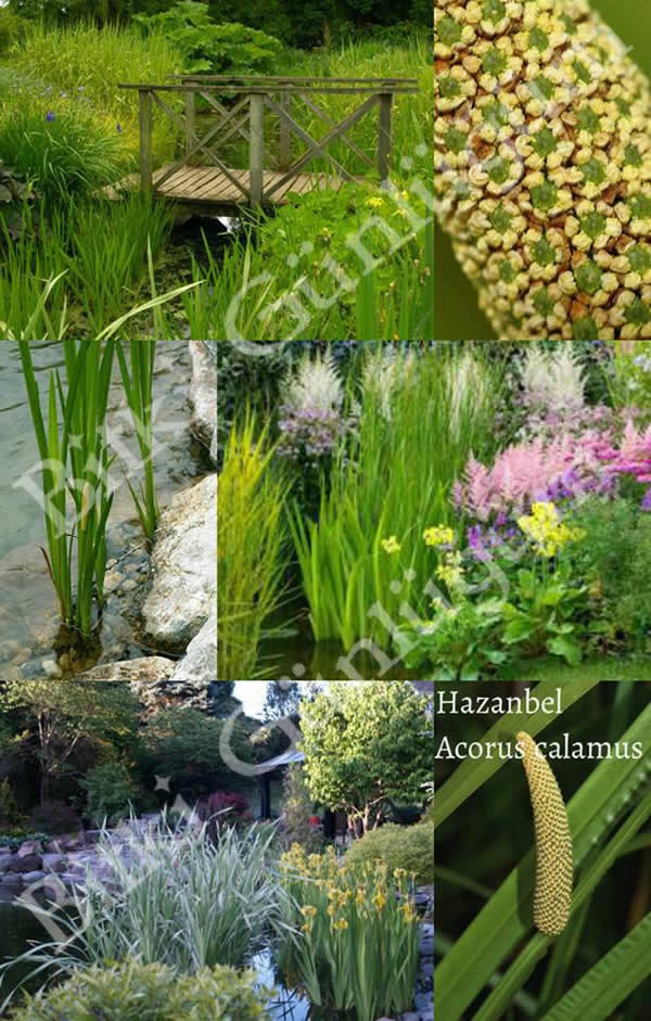 Hazanbel (Acorus calamus)