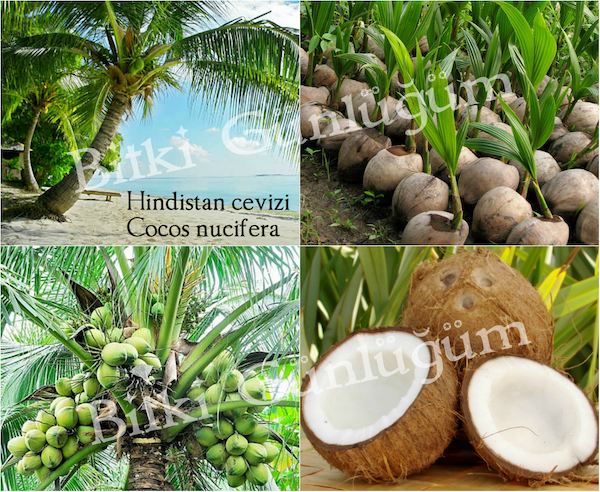 Hindistan Cevizi Palmiyeleri