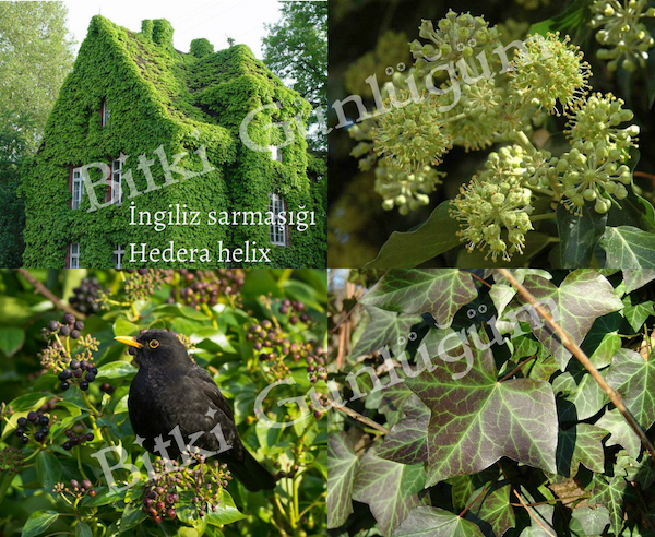 İngiliz Sarmaşığı ile Kaplı Duvar