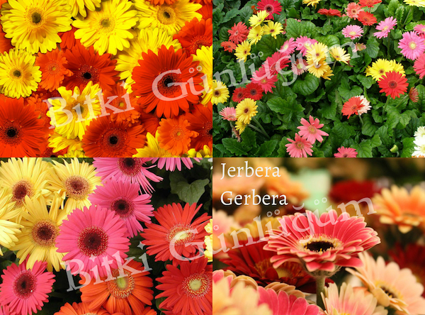 Renkli Jerbera Çiçekleri