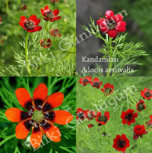Kandamlası Çiçeği