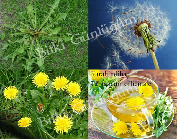 Karahindiba (Radika)