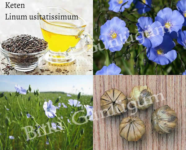 Keten Çiçekleri