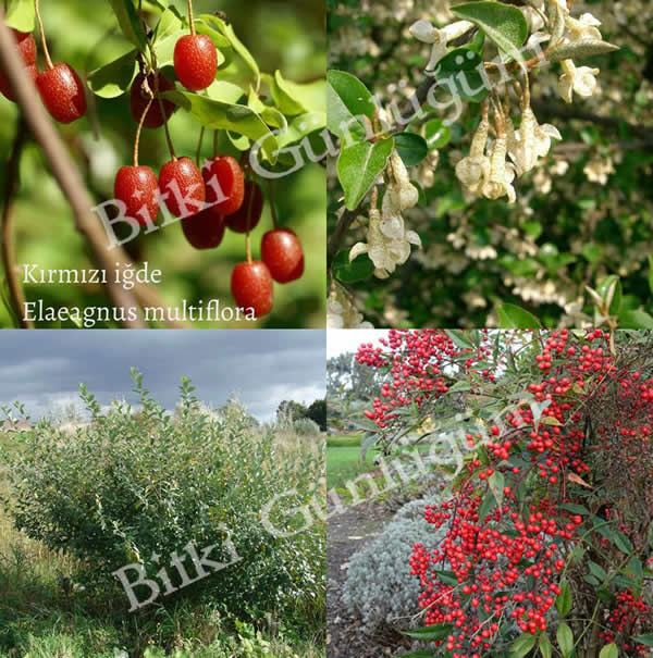 Kırmızı İğde (Gumi)