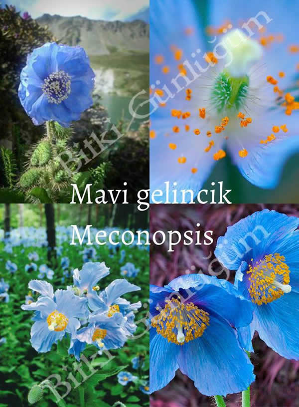 Himalaya Mavi Gelinciği