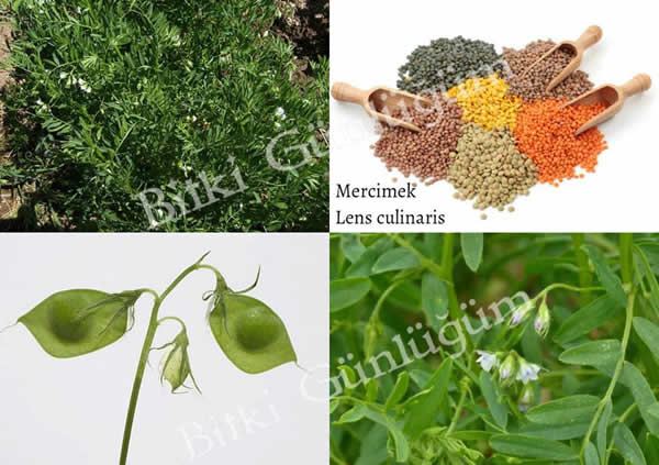 Mercimek Taneleri