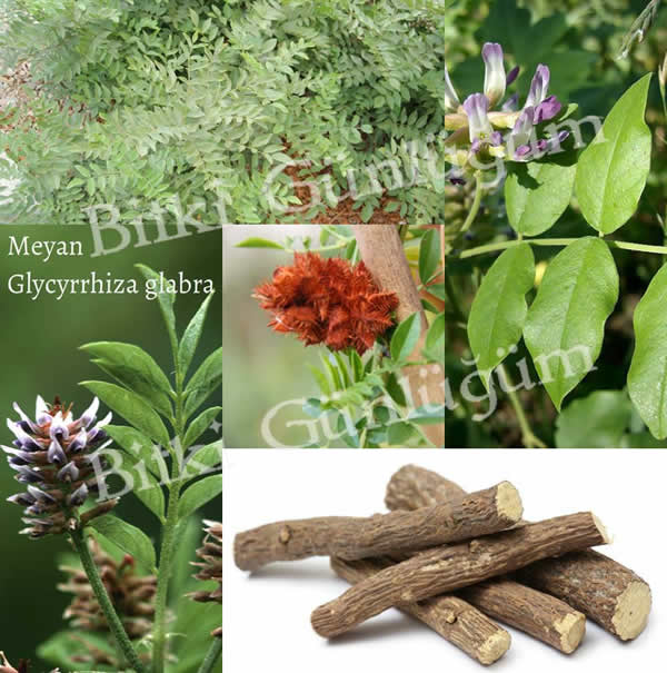 Meyan Kökü Bitkisi