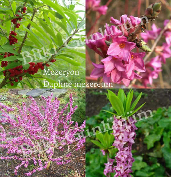 Mezeryon Çiçekleri