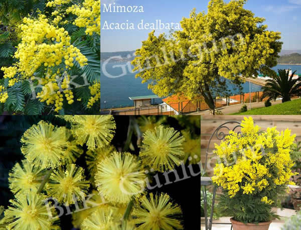 Mimoza Çiçekleri