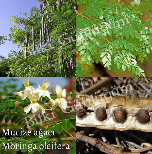 Moringa Oleifera Yaprakları