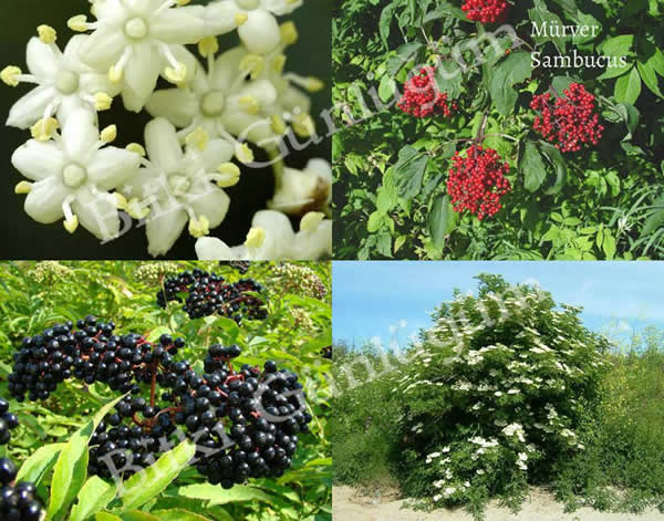 Kara Mürver Çiçek ve Meyveleri