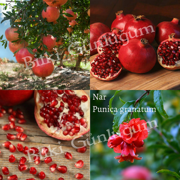 Nar Ağacı ve Meyveleri