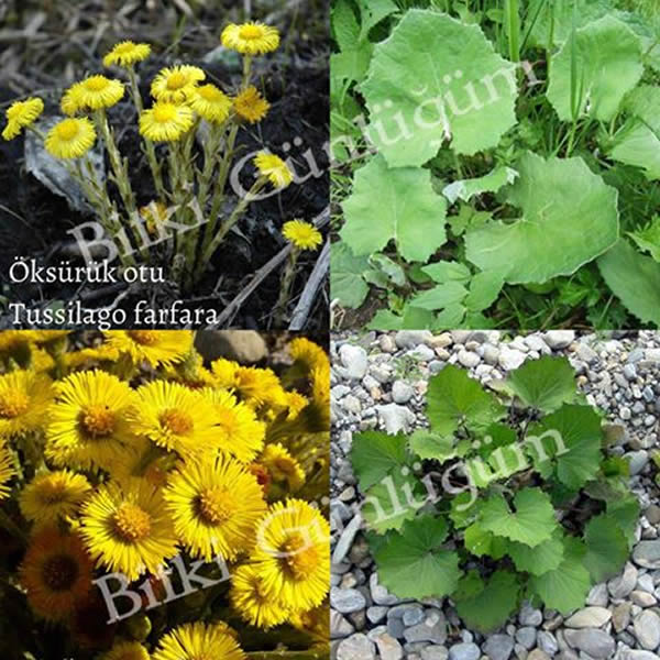 Öksürük Otu Çiçekleri