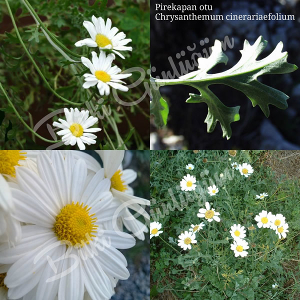 Pirekapan Otu Çiçekleri