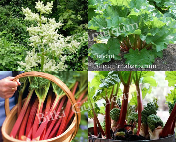 Ravent (Rhubarb)