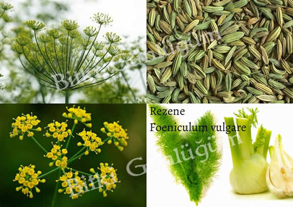 Rezene Bitkisi ve Çiçekleri