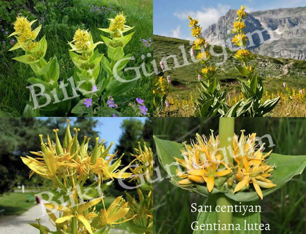 Sarı Centiyan Çiçeği