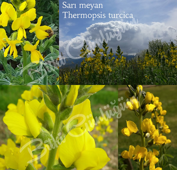 Eber Sarısı (Piyan)