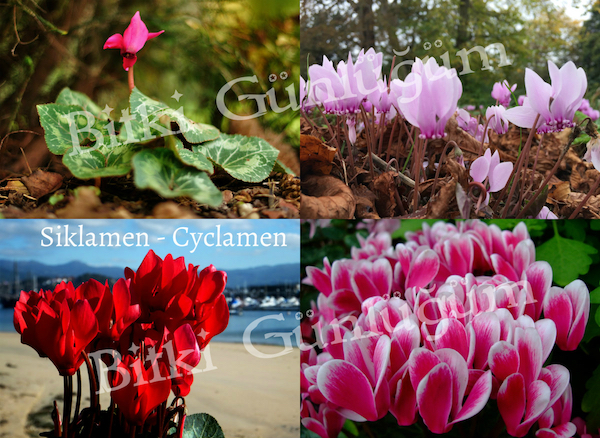 Siklamen Çiçekleri