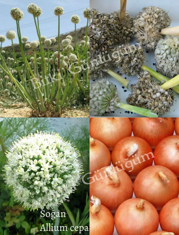 Soğan Çeşitleri