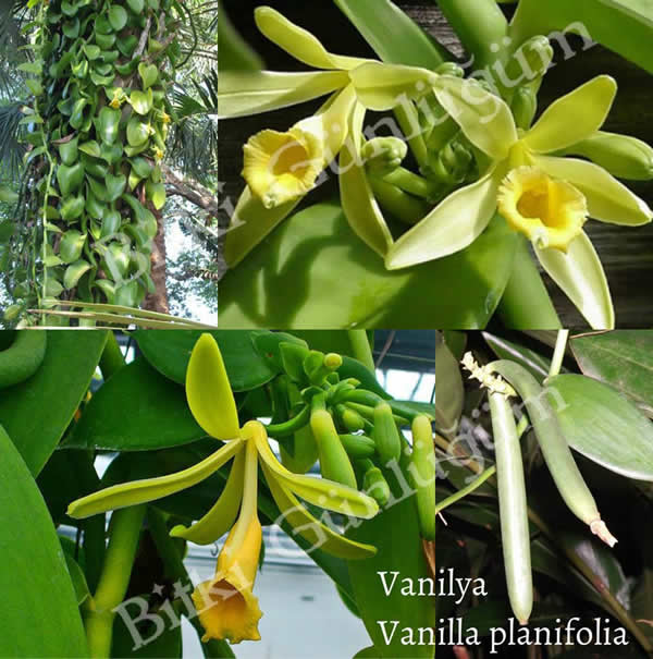 Vanilya Orkidesi ve Çubukları