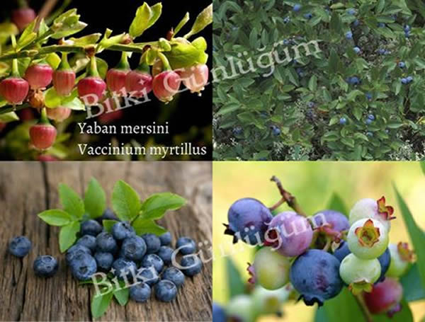 Yaban Mersini Meyveleri