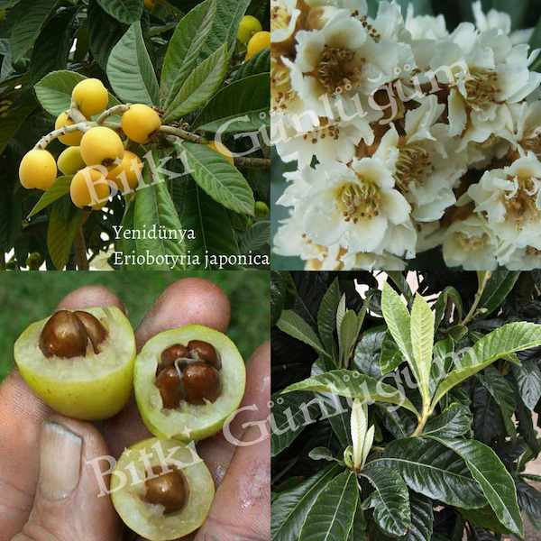 Yenidünya (Malta Eriği)