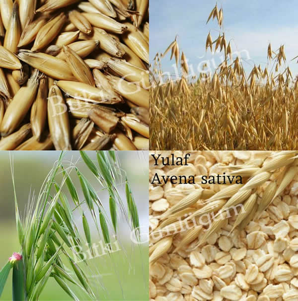 Yulaf Tarlası