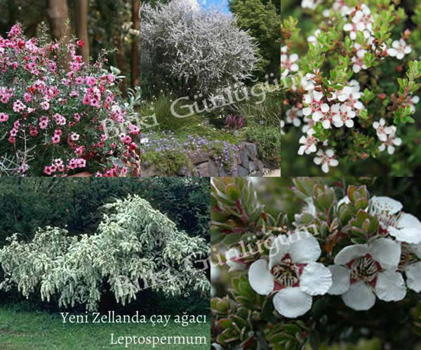 Leptospermum Çiçekleri